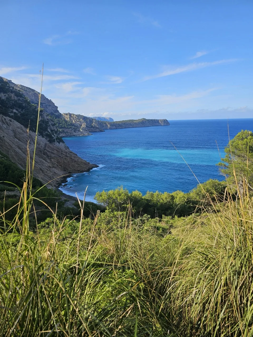 Grüne Pinienhügel über einer stillen türkisfarbenen Bucht an Ibizas Nordküste